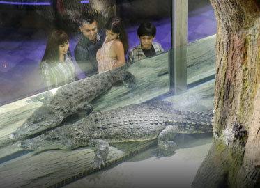 Dubai Aquarium and Zoo