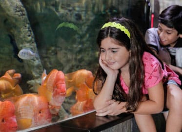 aquarium de Dubai